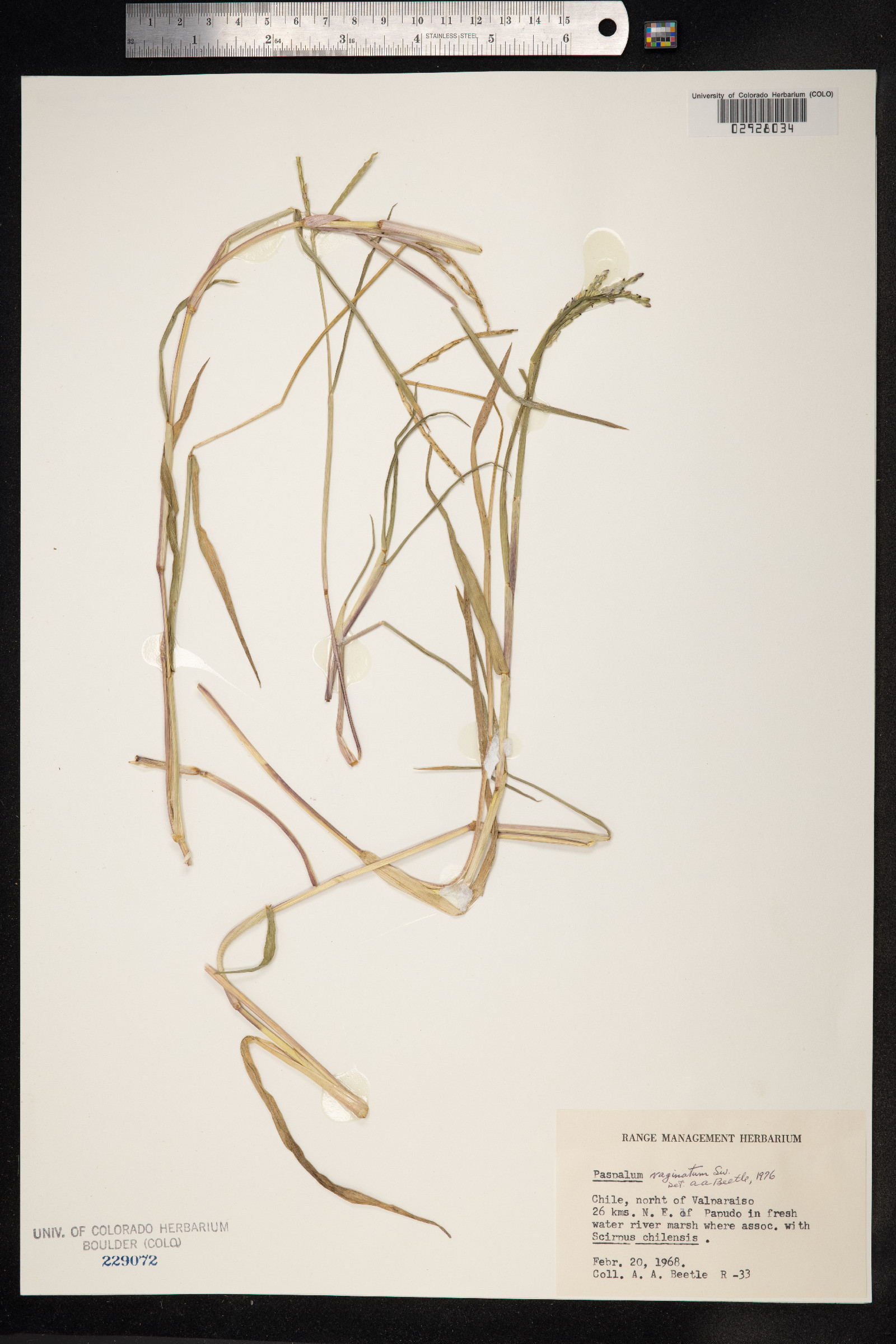 Paspalum vaginatum image