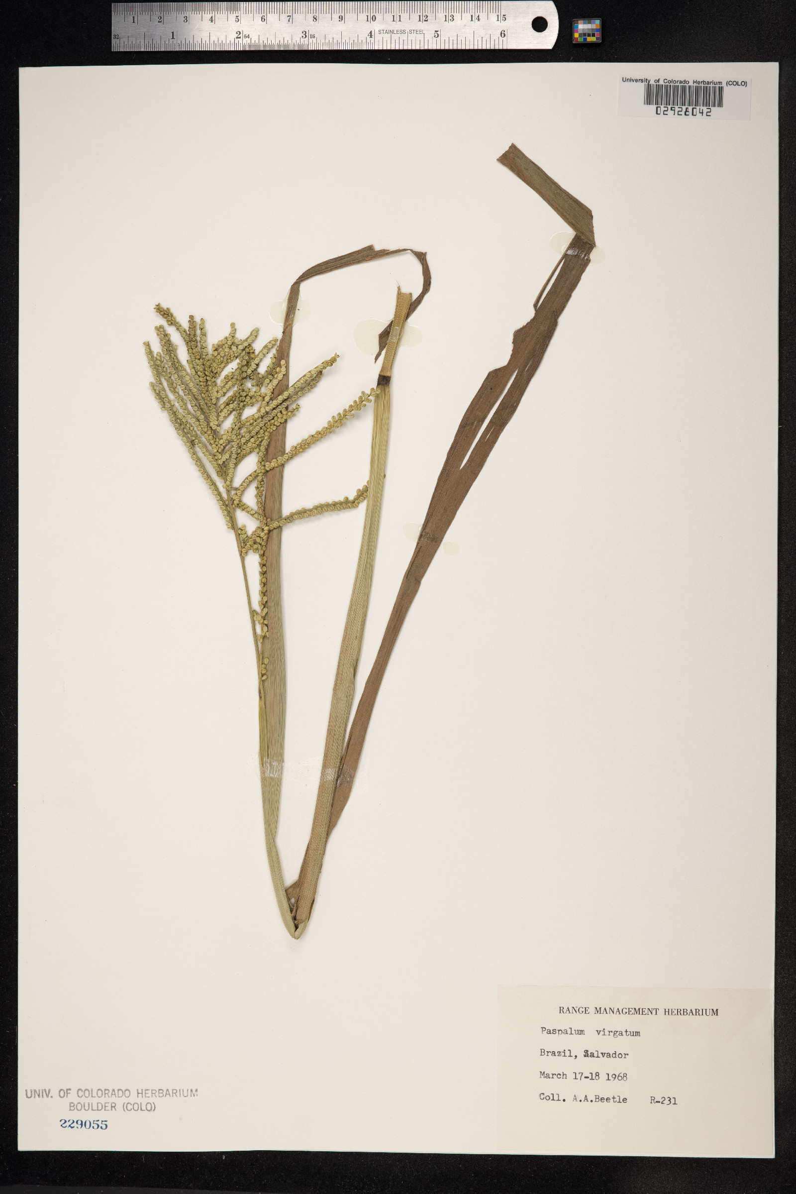 Paspalum virgatum image