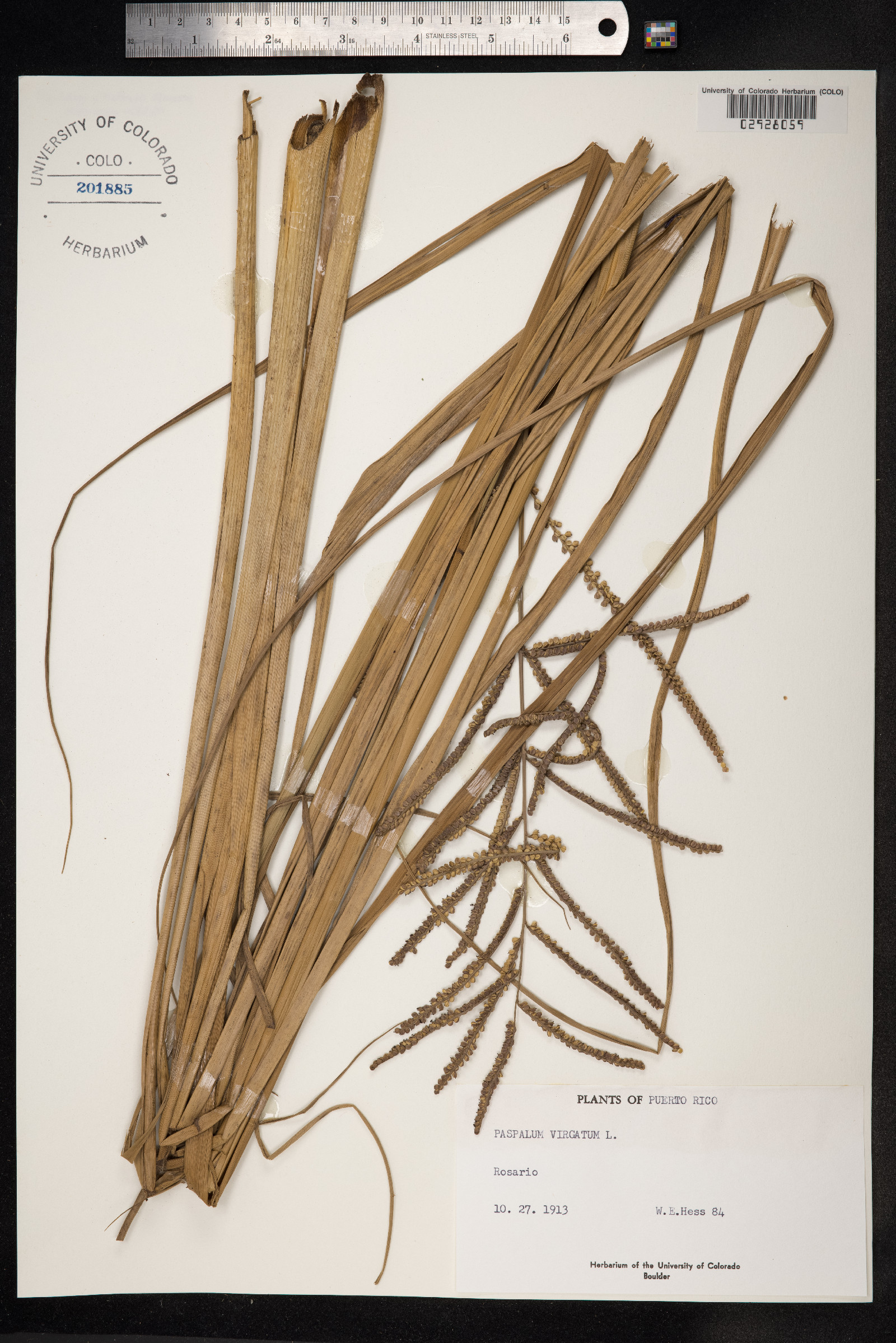 Paspalum virgatum image