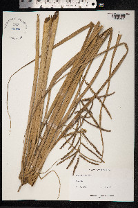 Paspalum virgatum image