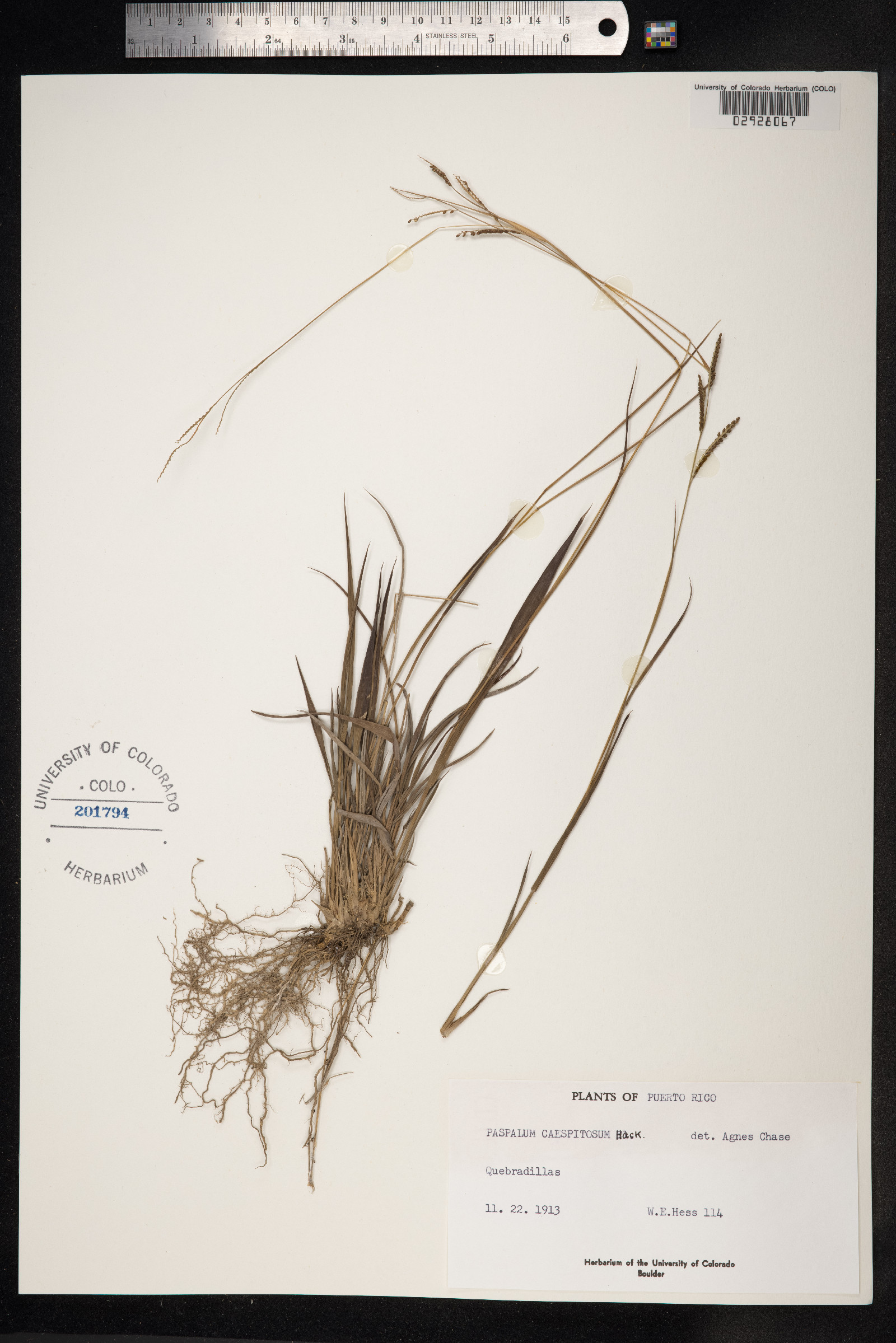 Paspalum caespitosum image