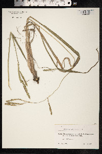 Paspalum dilatatum image