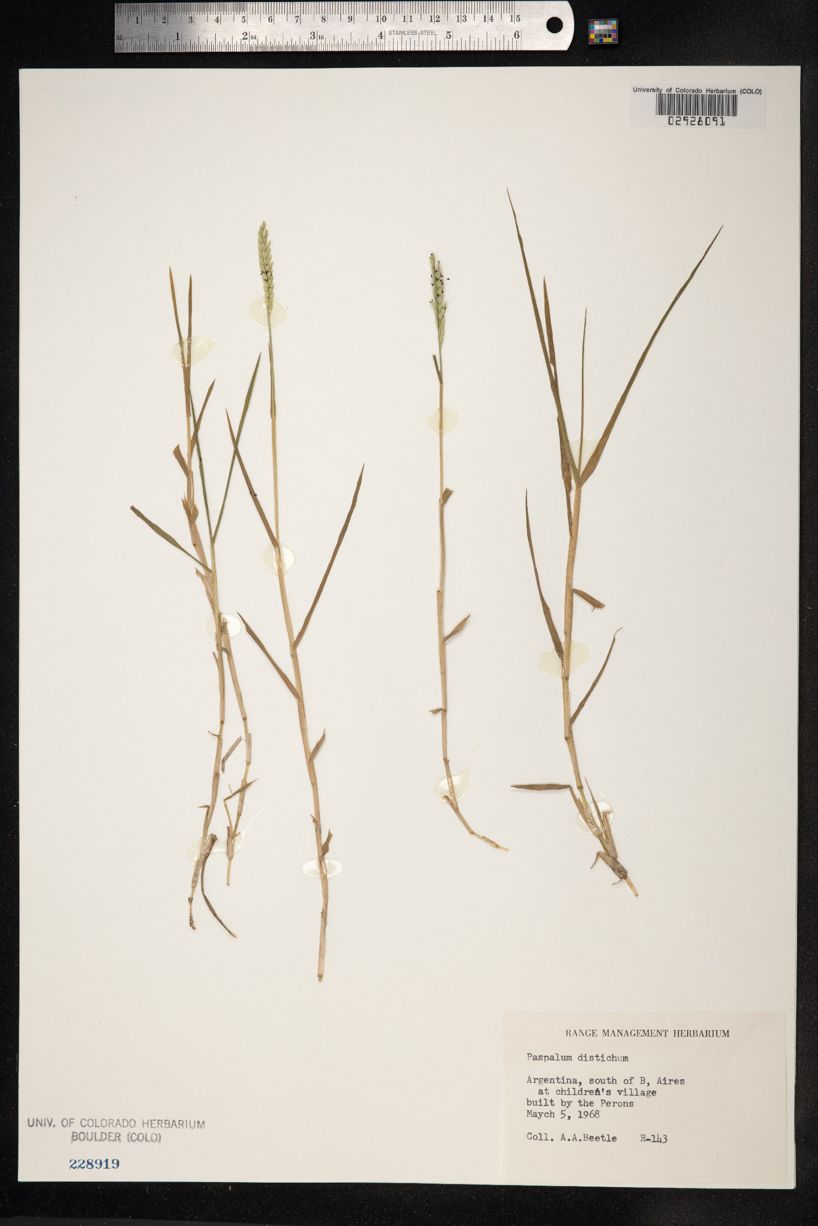 Paspalum image