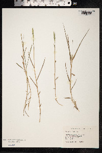 Paspalum distichum image