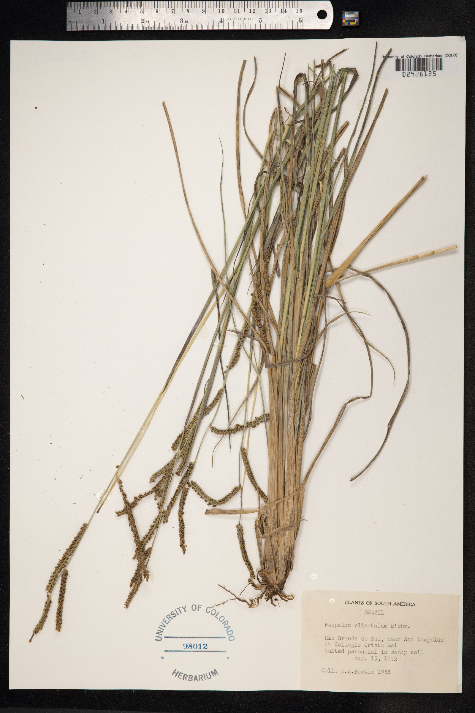 Paspalum plicatulum image