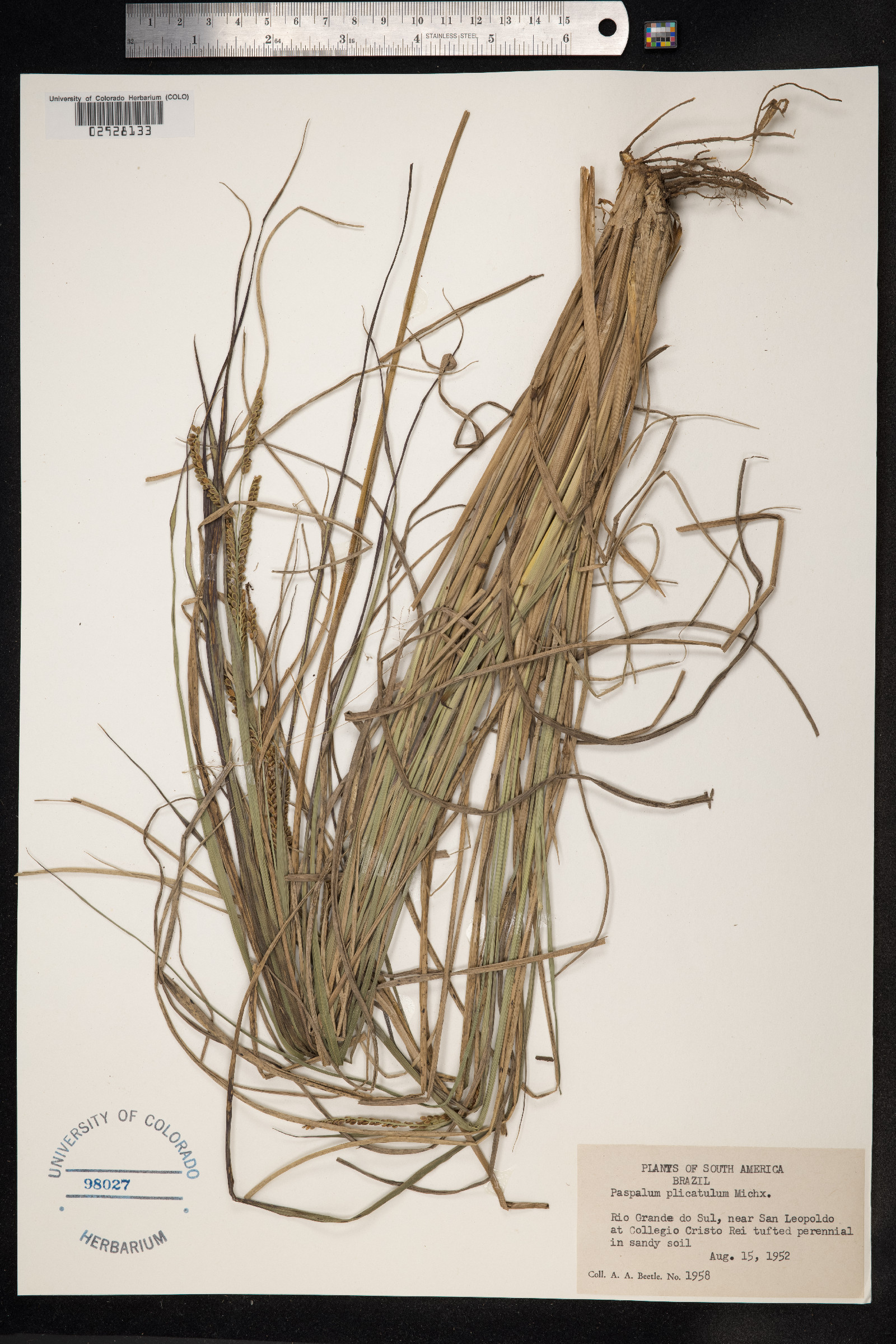 Paspalum plicatulum image