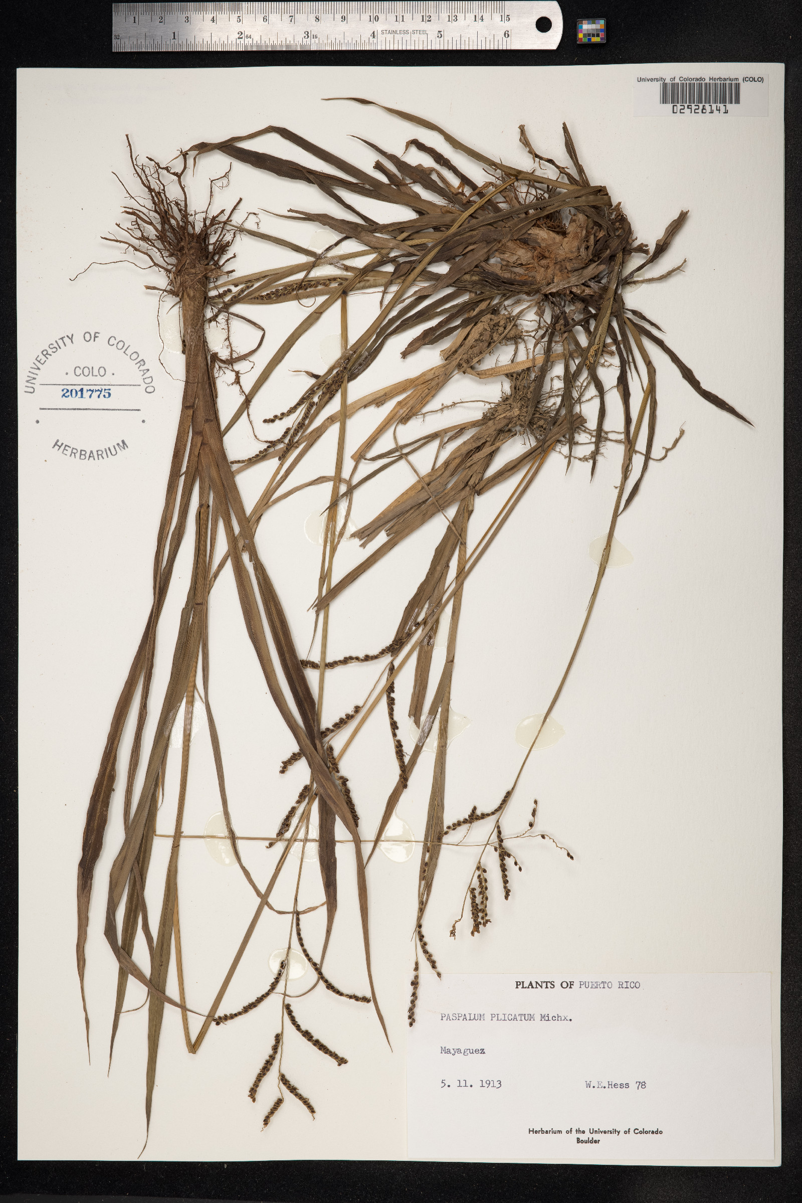 Paspalum plicatulum image