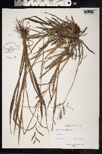 Paspalum plicatulum image