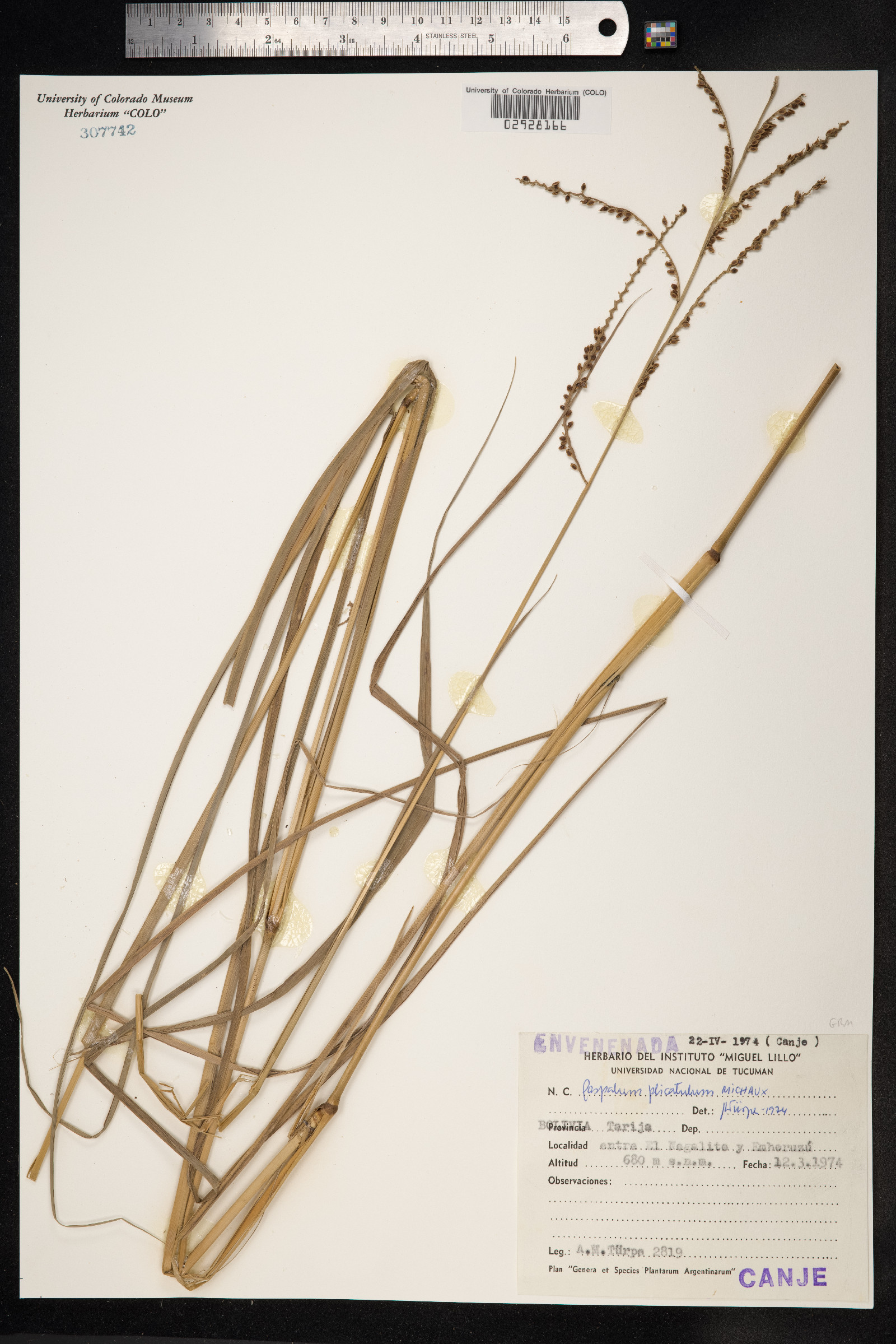 Paspalum plicatulum image