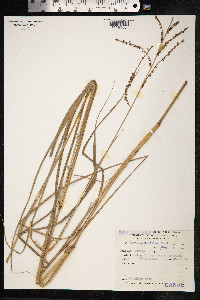 Paspalum plicatulum image