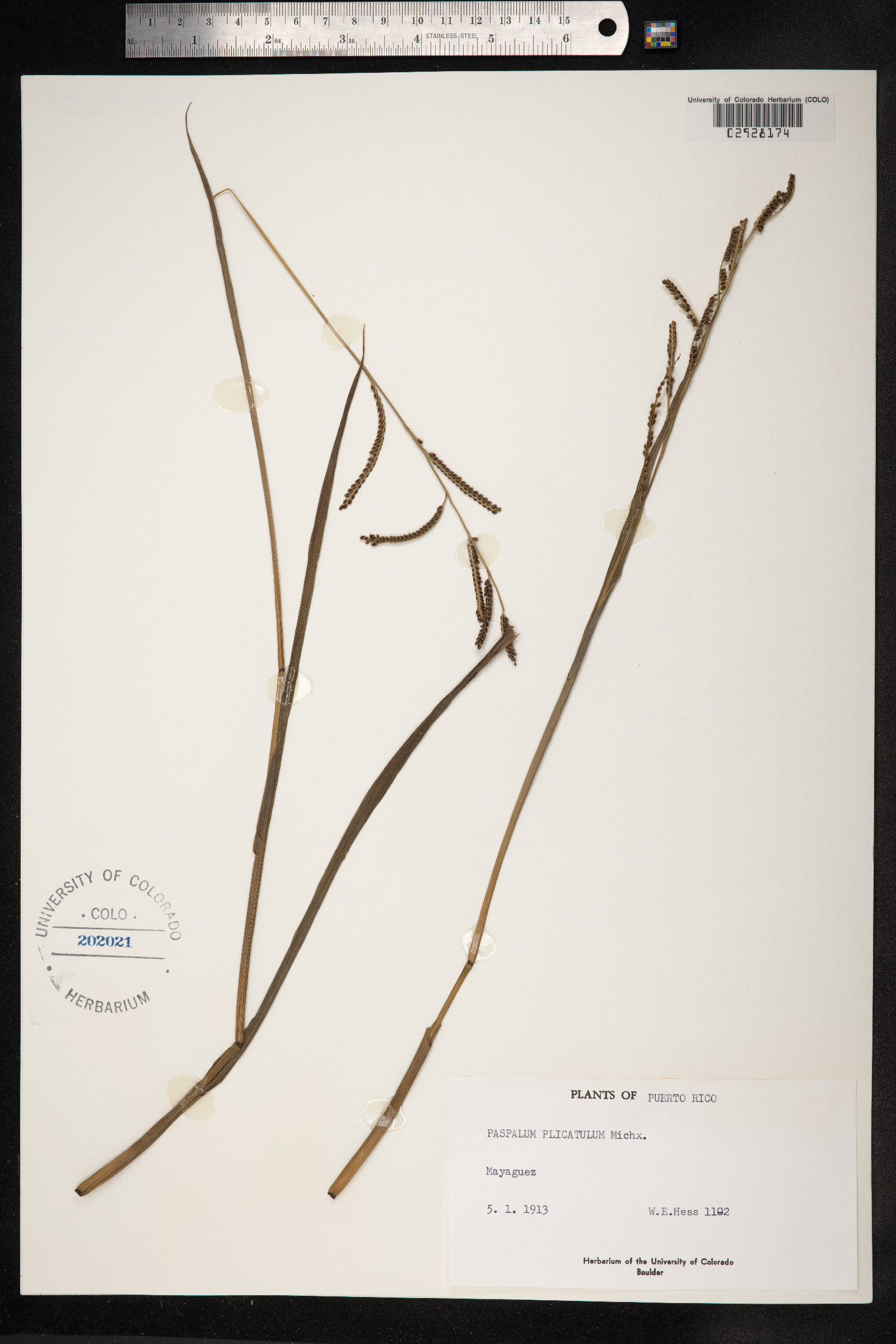 Paspalum plicatulum image