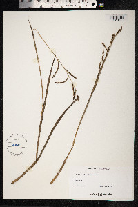 Paspalum plicatulum image