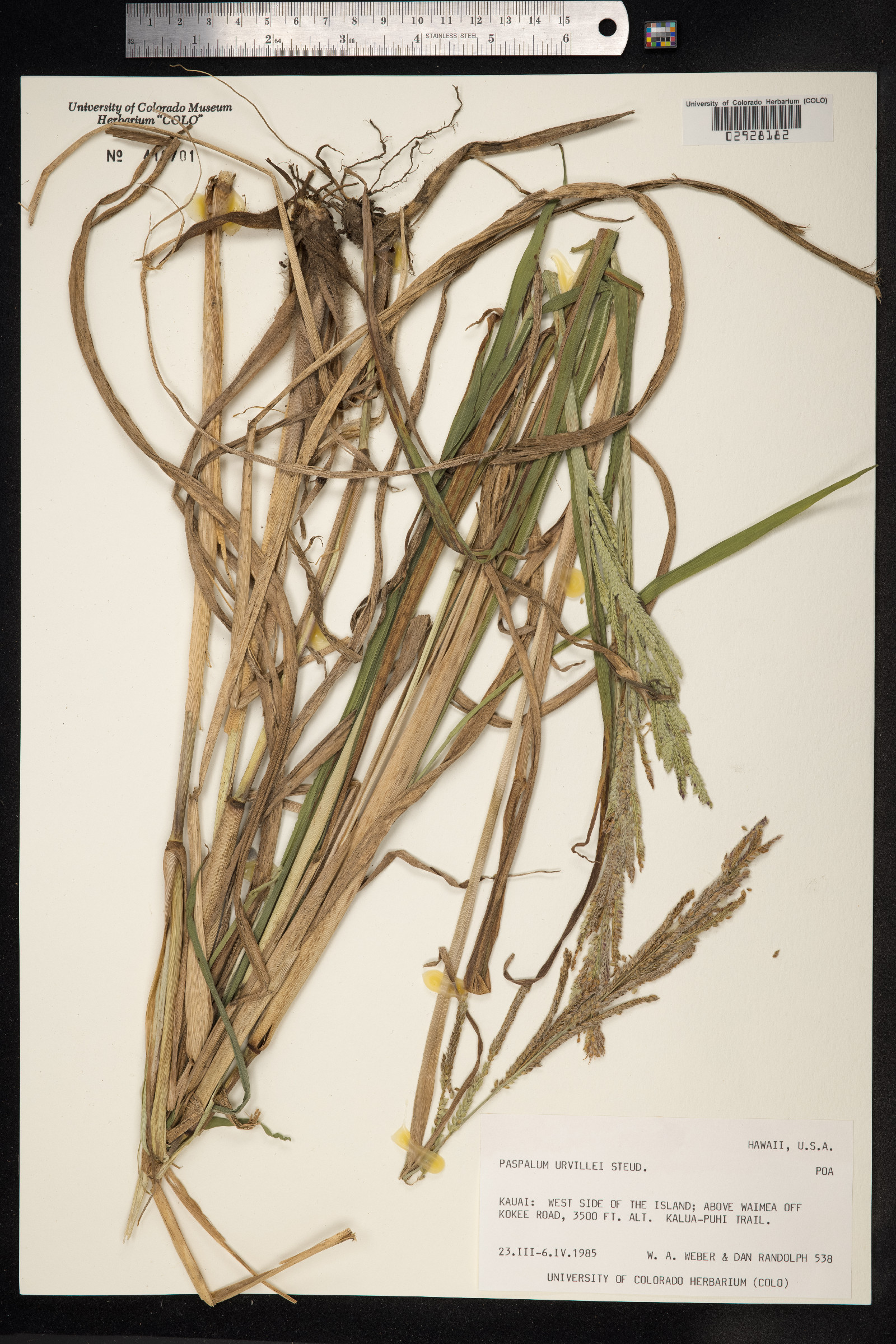 Paspalum urvillei image