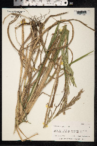 Paspalum urvillei image
