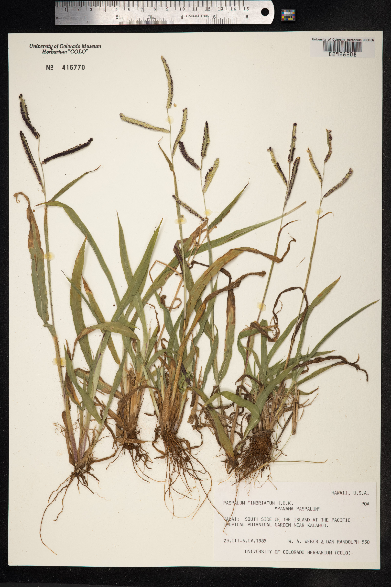 Paspalum fimbriatum image