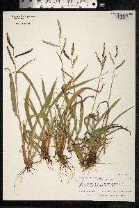 Paspalum fimbriatum image