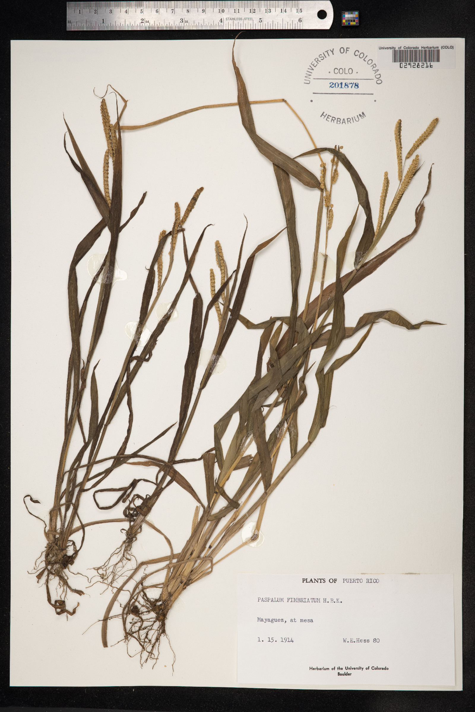 Paspalum fimbriatum image
