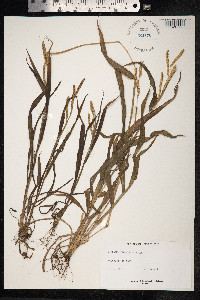 Paspalum fimbriatum image
