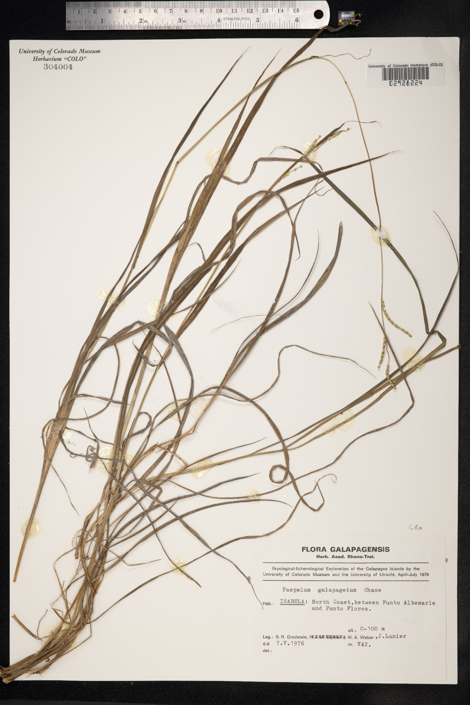 Paspalum galapageium image