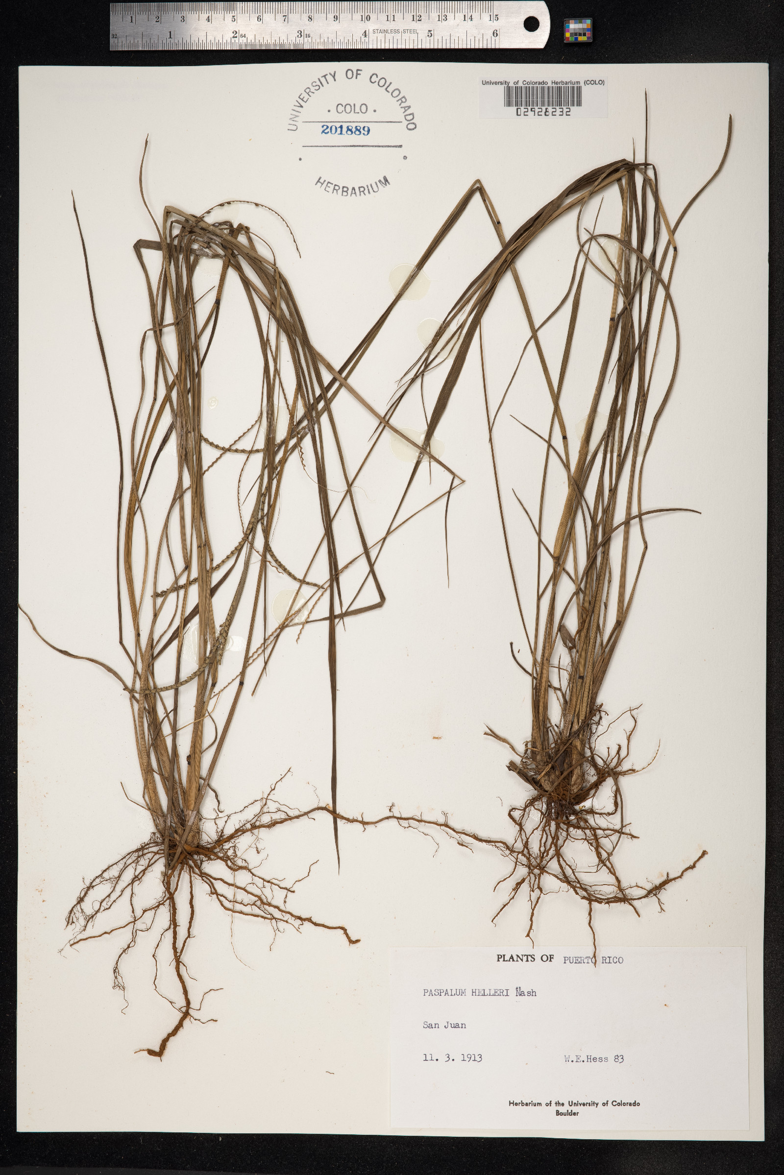 Paspalum laxum image