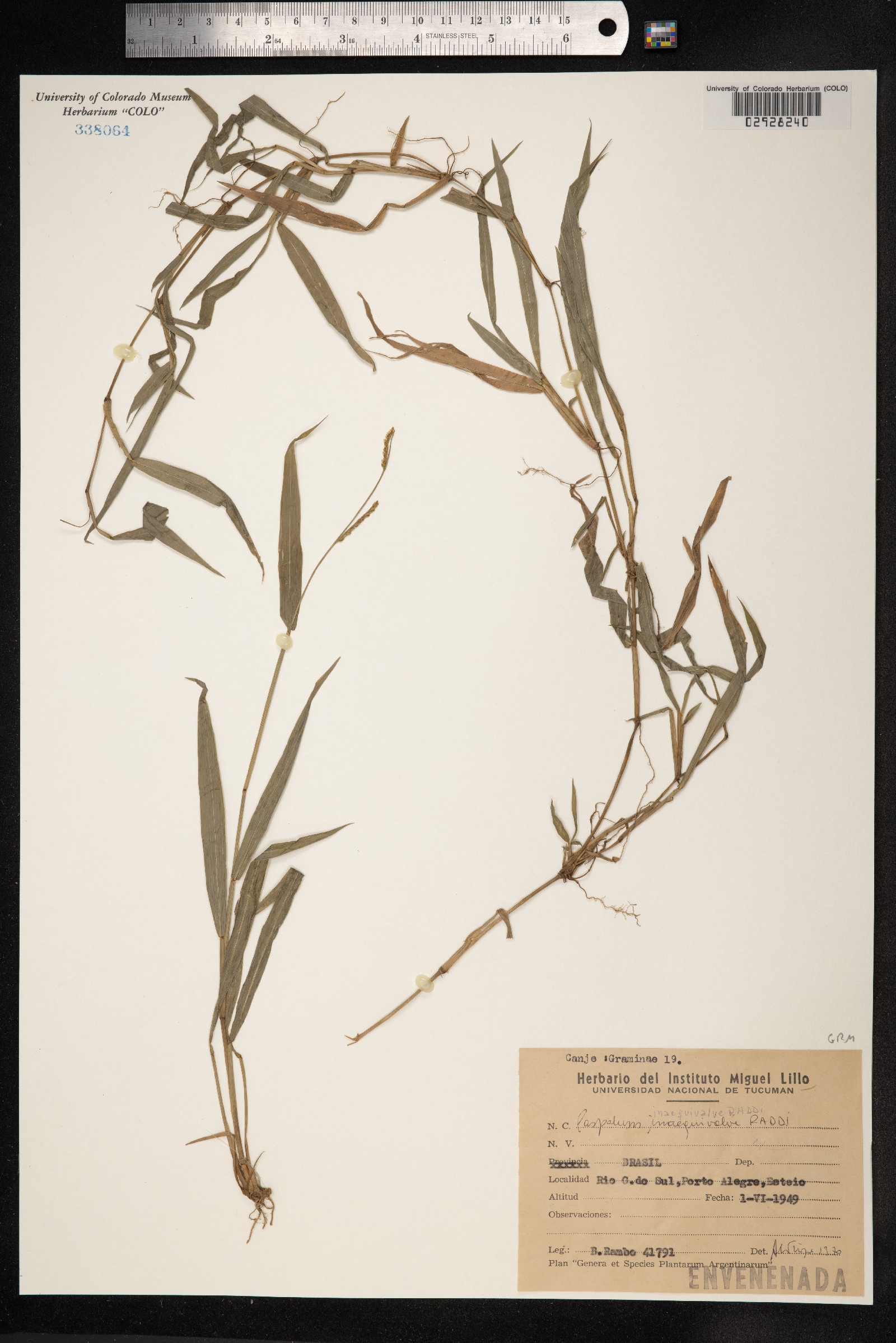 Paspalum inaequivalve image