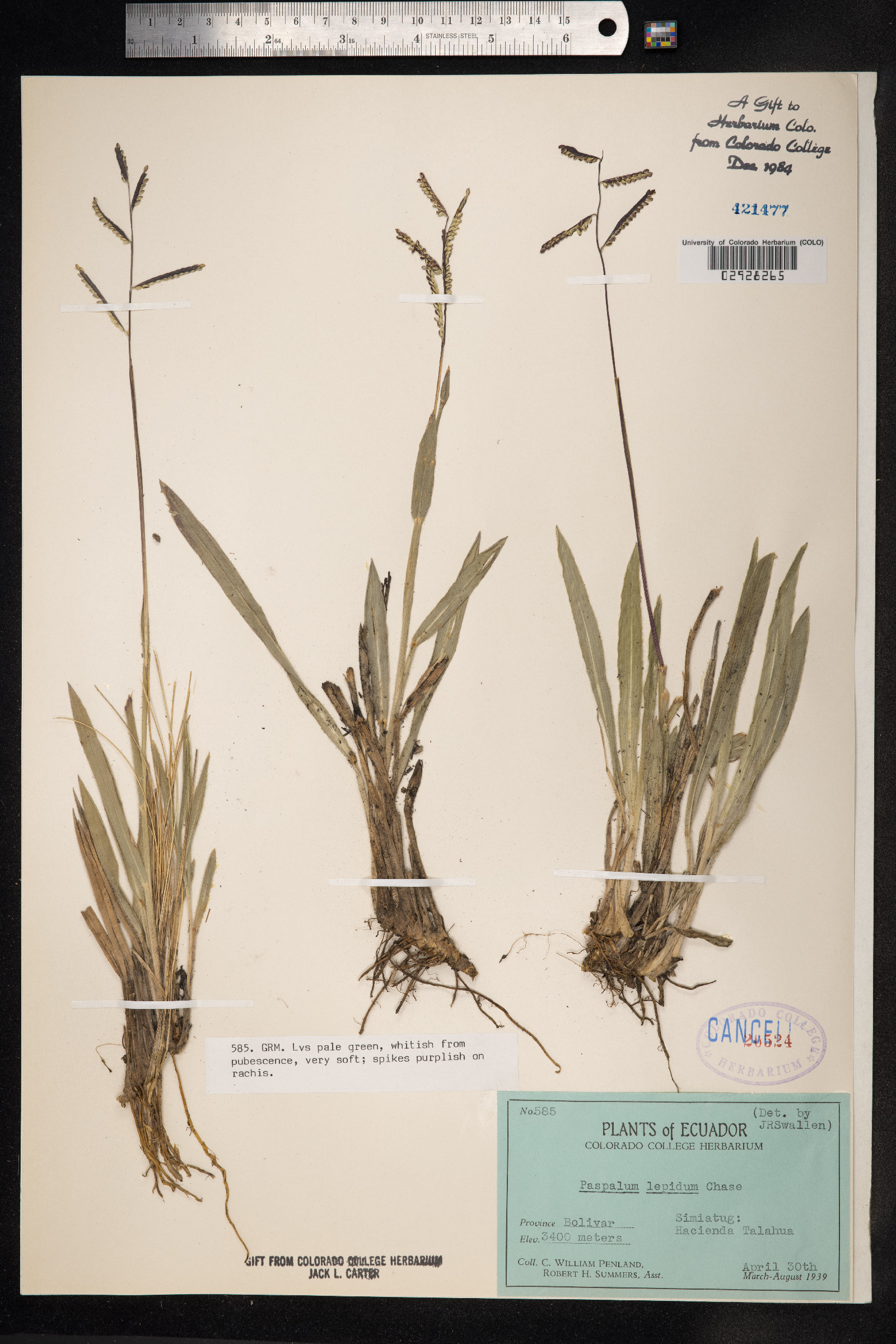 Paspalum inconstans image