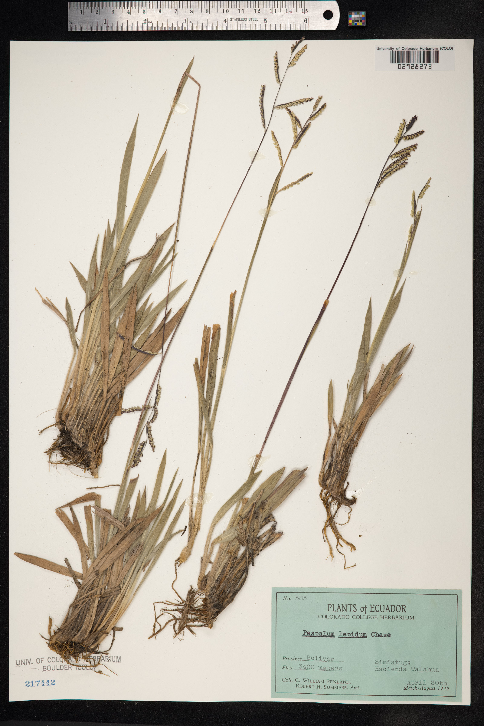 Paspalum inconstans image