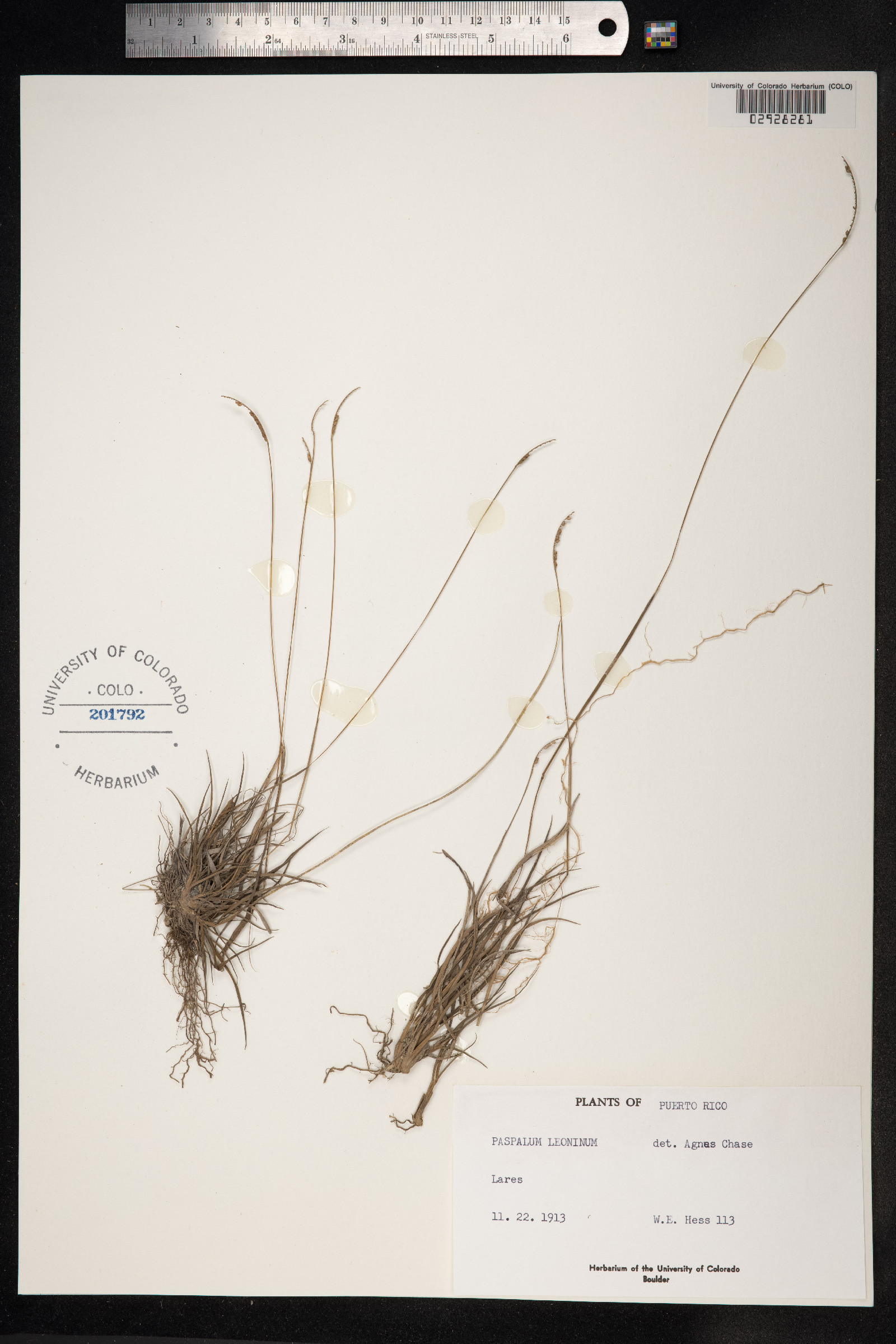 Paspalum rupestre image