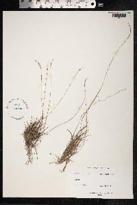 Paspalum rupestre image