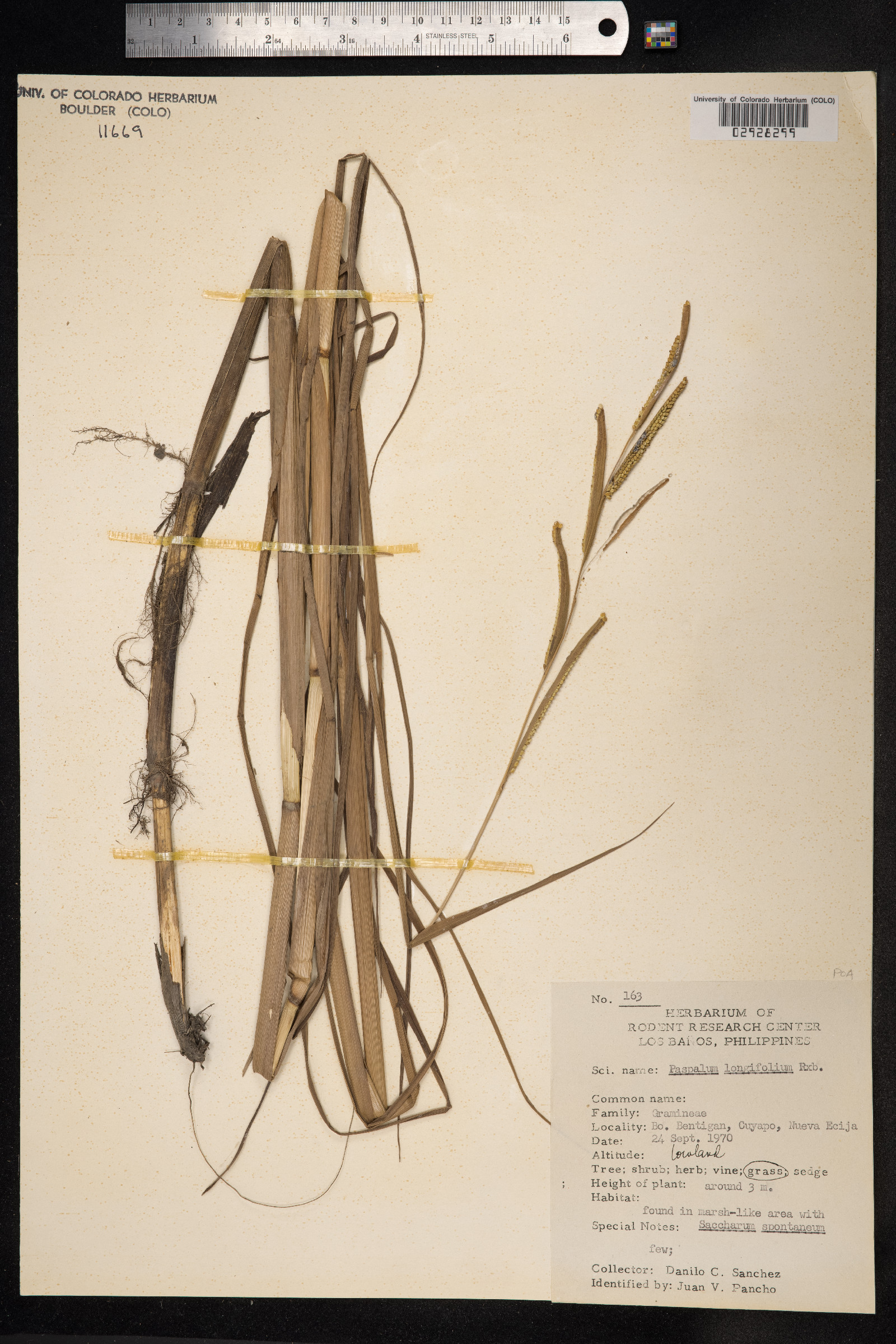 Paspalum lindenianum image