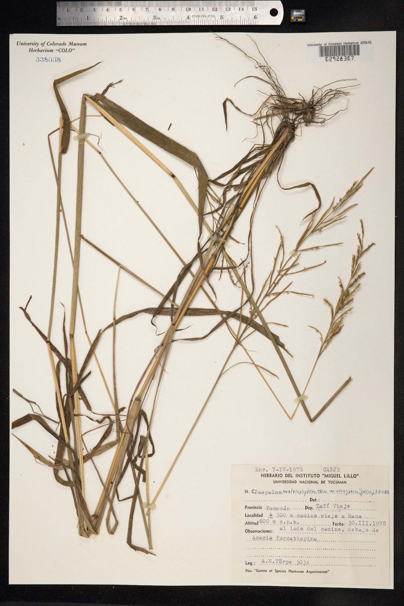 Paspalum malacophyllum image