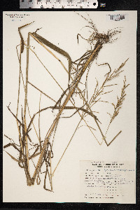 Paspalum malacophyllum image