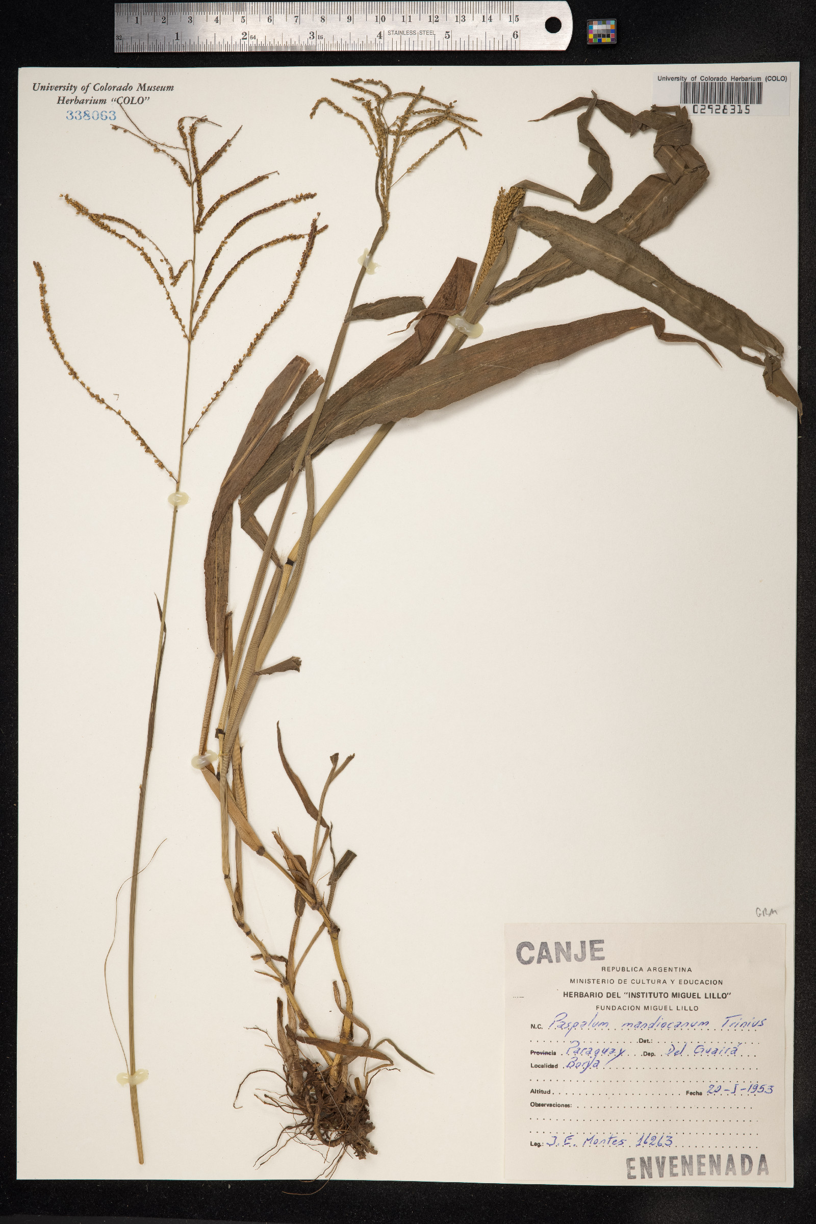 Paspalum mandiocanum image