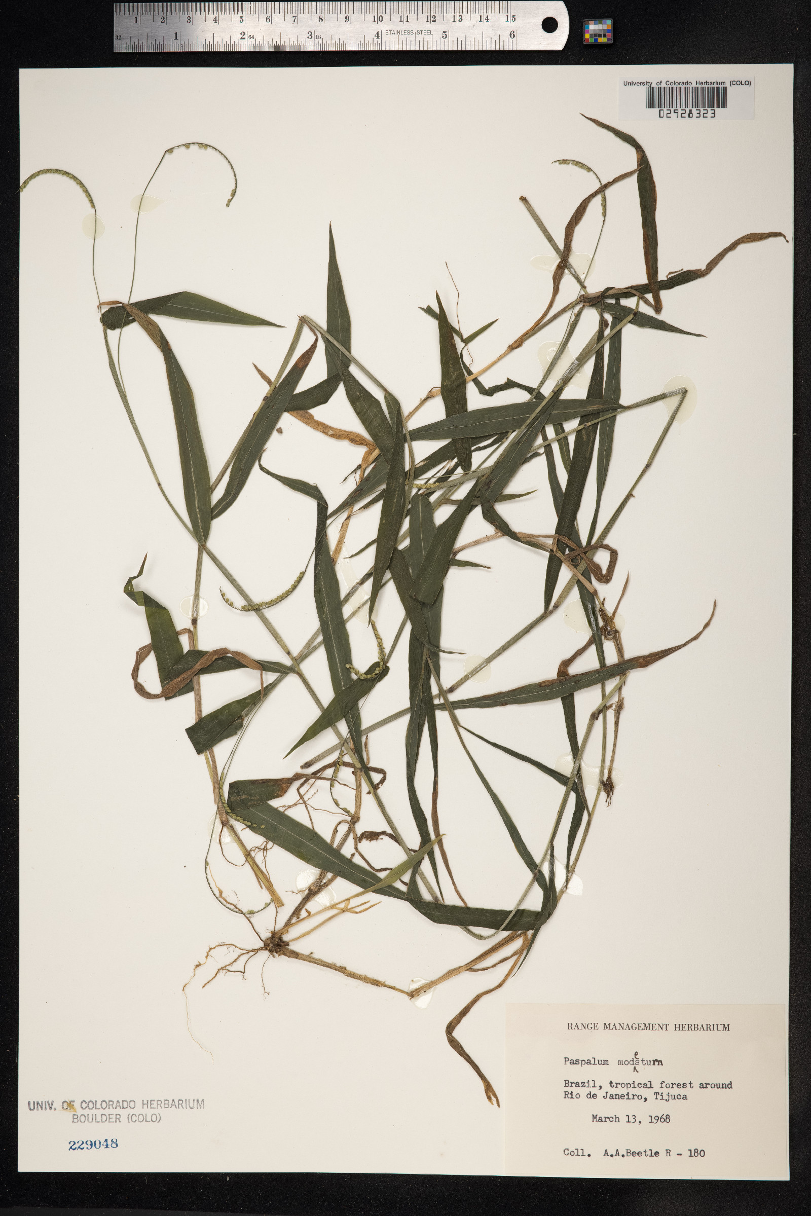 Paspalum modestum image