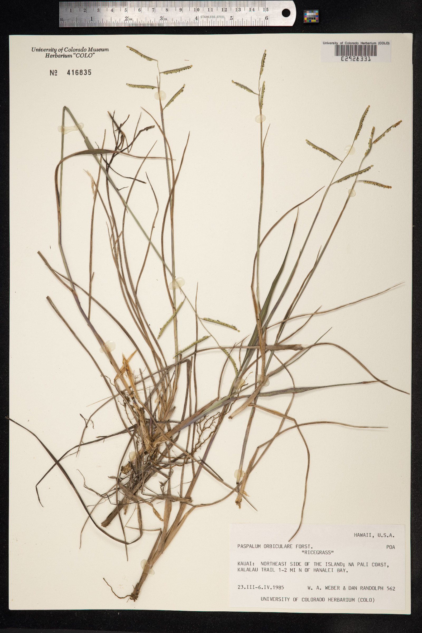 Paspalum orbiculare image
