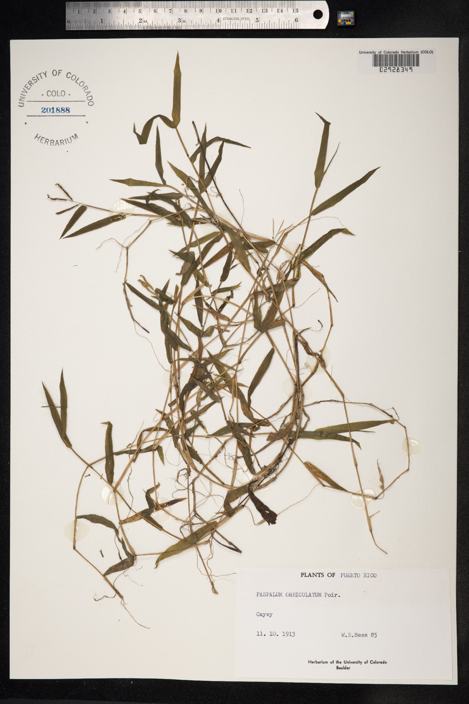 Paspalum orbiculatum image