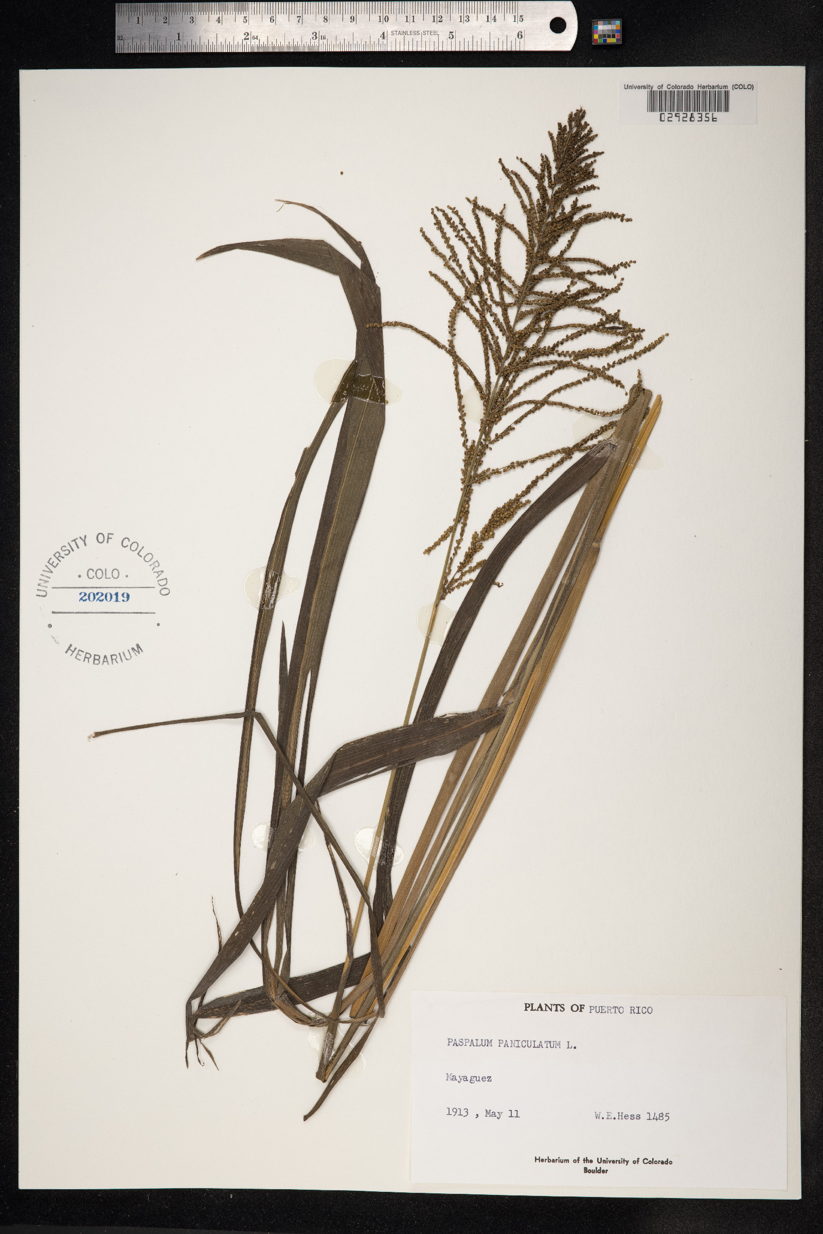 Paspalum paniculatum image