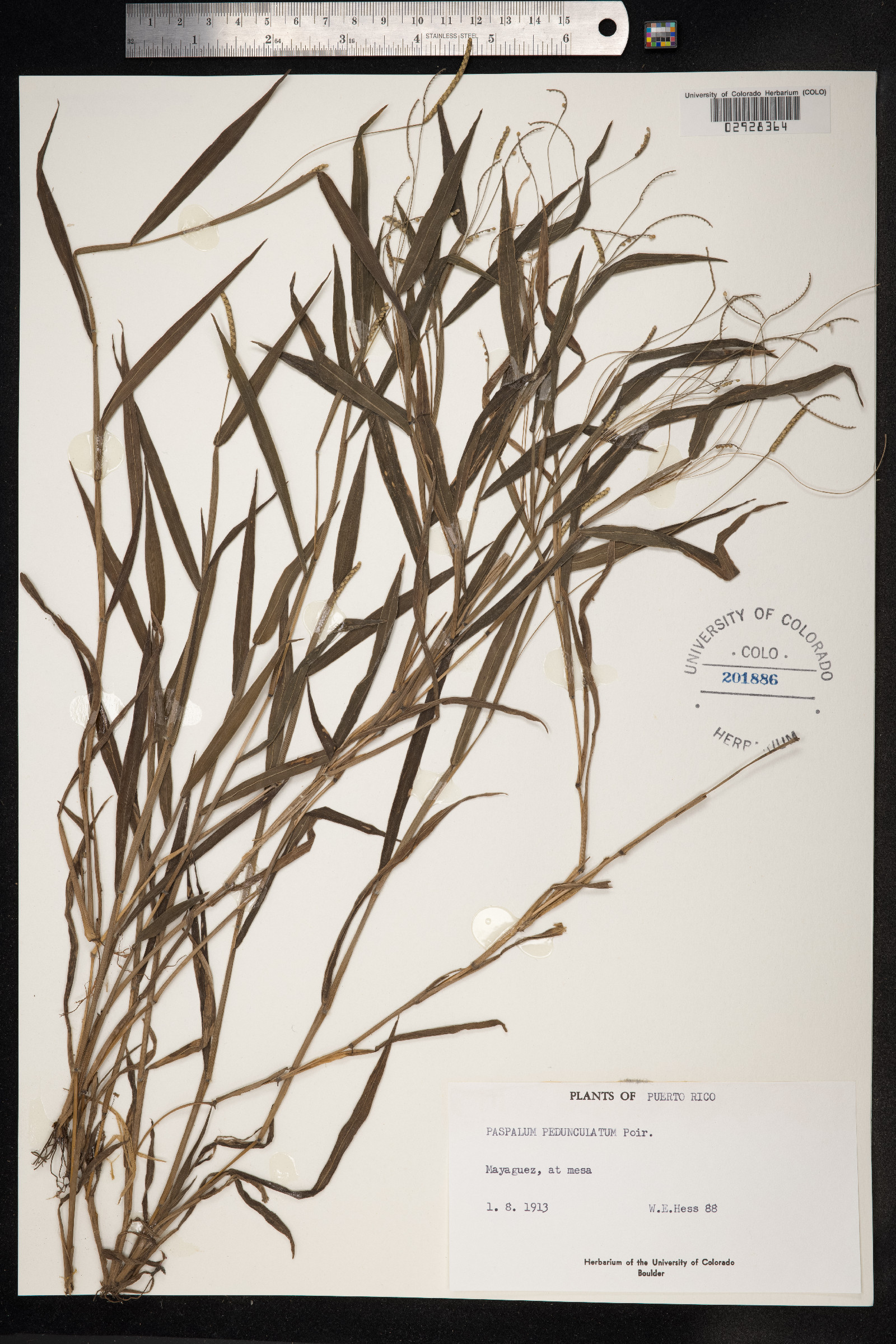 Paspalum decumbens image