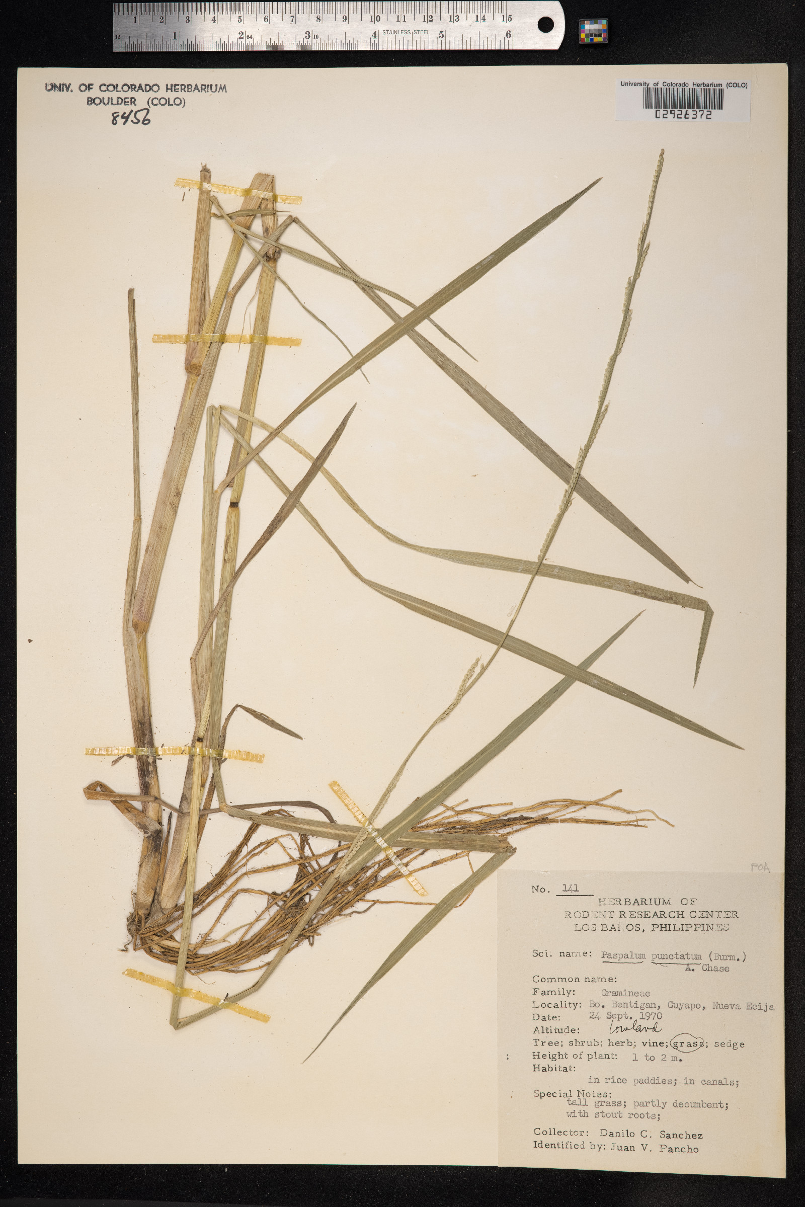Eriochloa punctata image