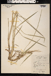 Eriochloa punctata image