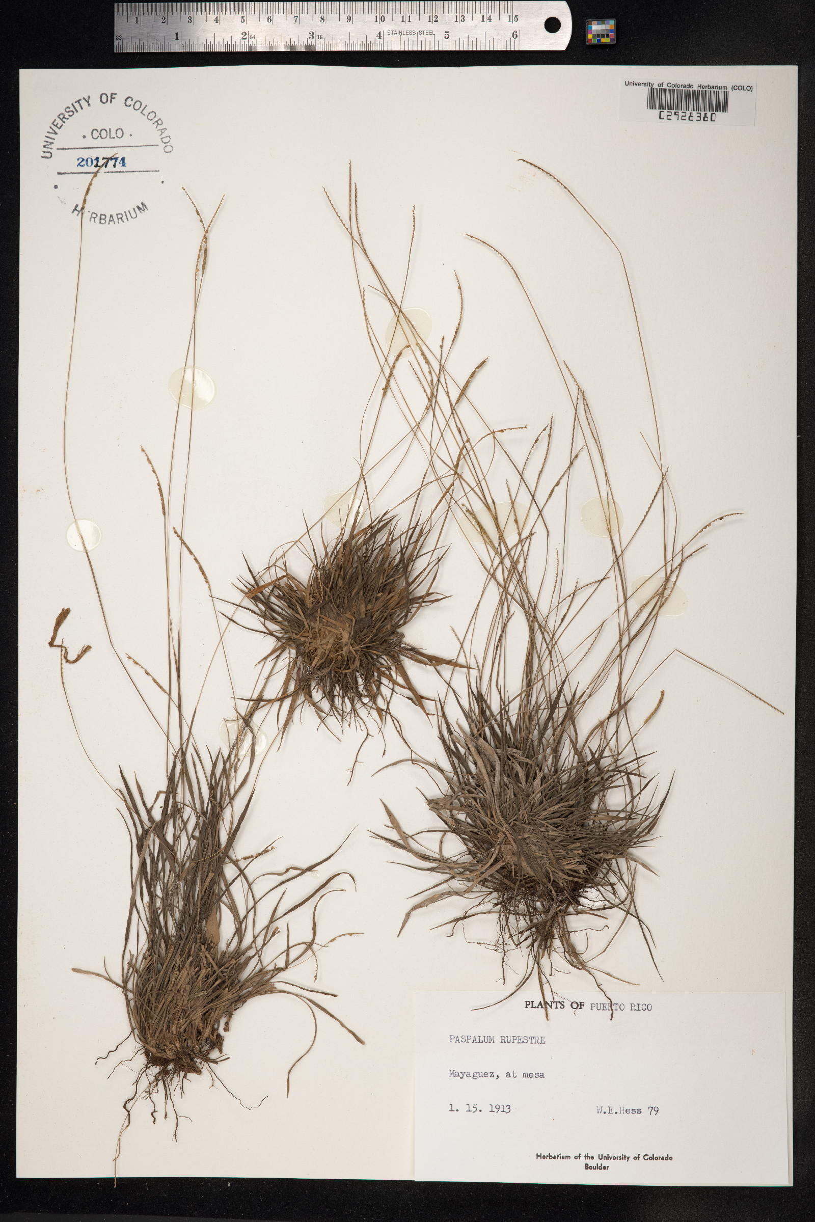 Paspalum rupestre image