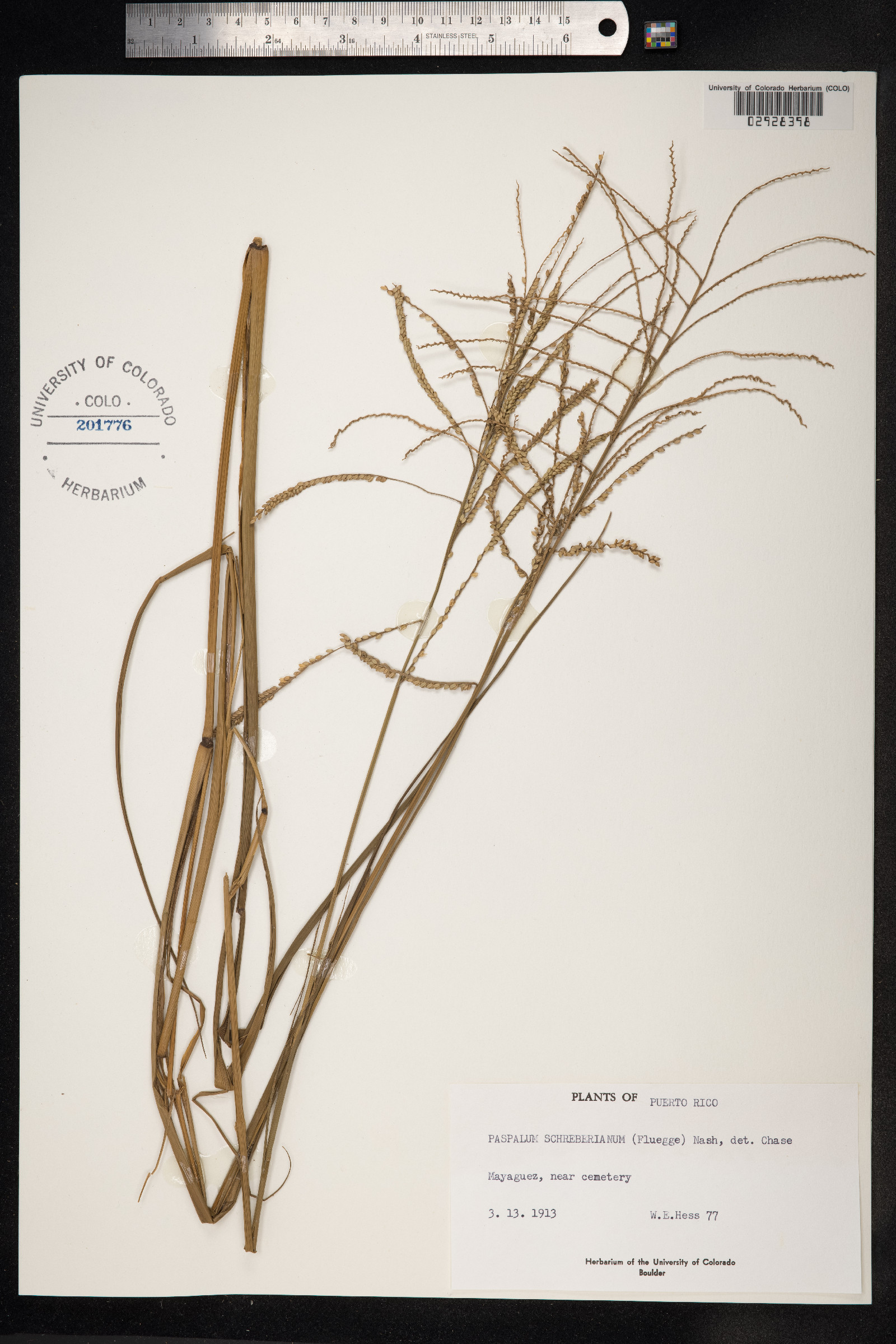 Paspalum millegrana image