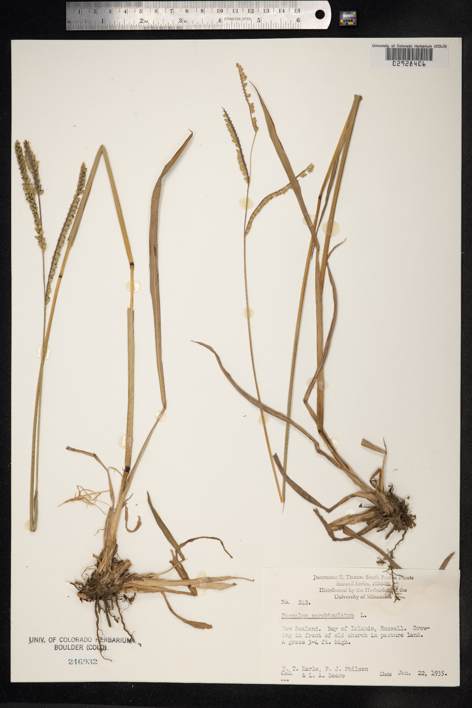 Paspalum scrobiculatum image