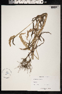 Paspalum racemosum image
