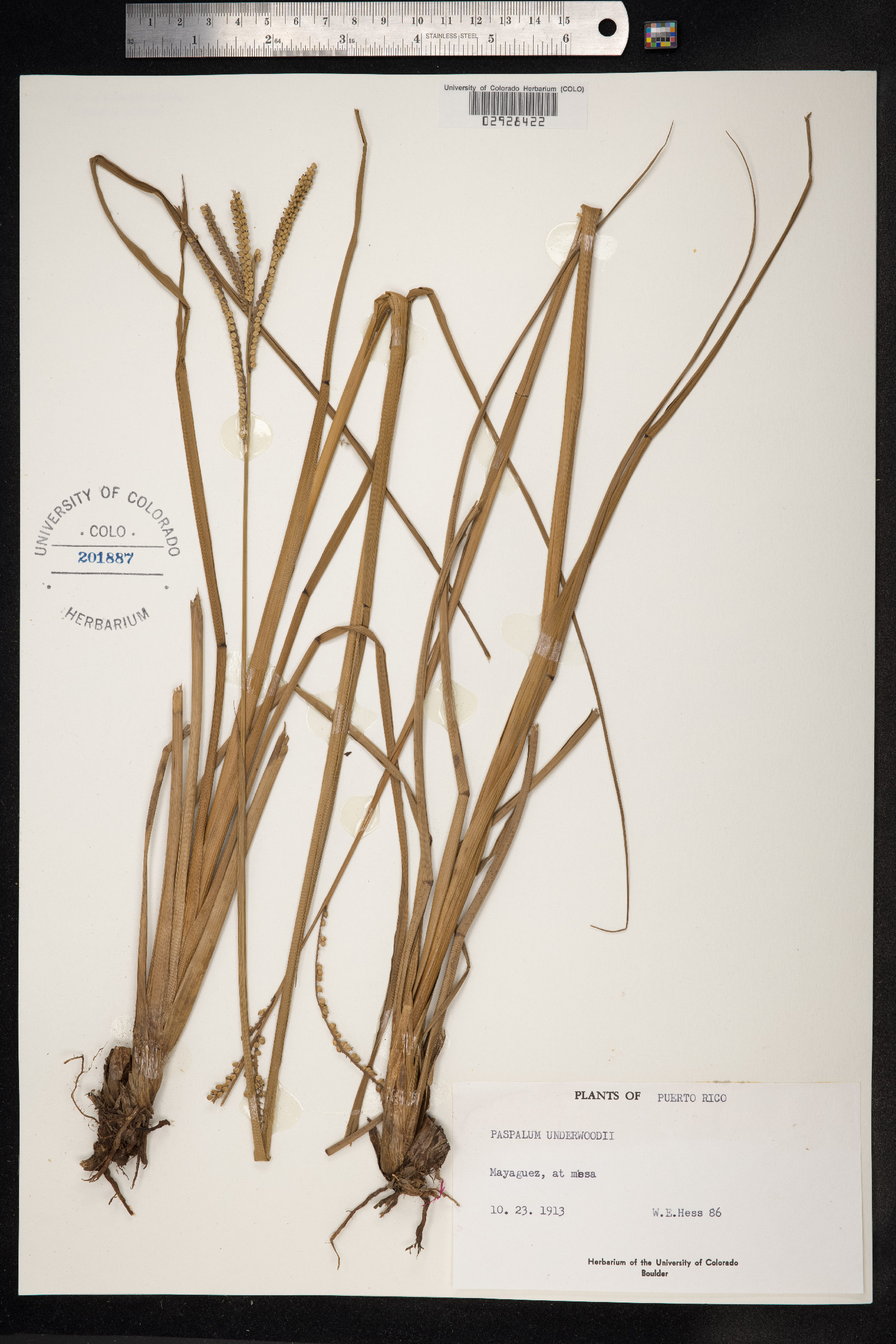 Paspalum millegrana image