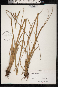 Paspalum millegrana image