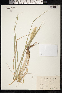 Pennisetum alopecuroides image