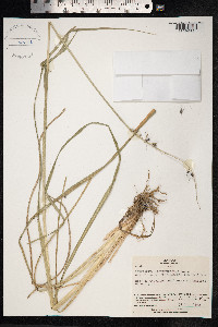 Pennisetum alopecuroides image