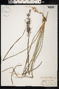 Pennisetum alopecuroides image