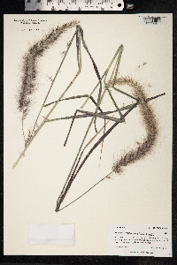 Image of Pennisetum nervosum